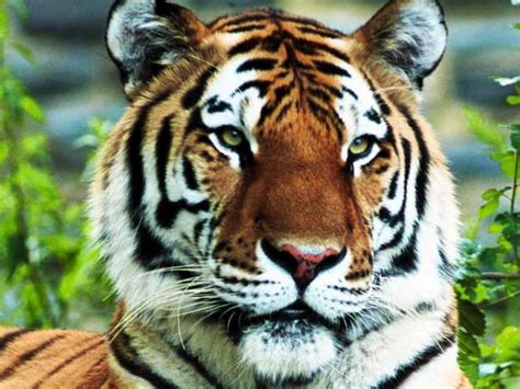 Beautiful Bangladesh Royal Bengal Tiger National Animal Of Bangladesh