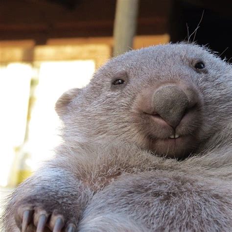 97 Best Wombats Images On Pinterest Australian Animals Wild Animals