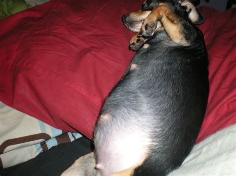 Pregnant Chihuahua Week 7 Photo 2 Were Having 5 Shes T Flickr