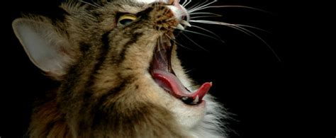 Gebit - Dierenkliniek ‘t Westland