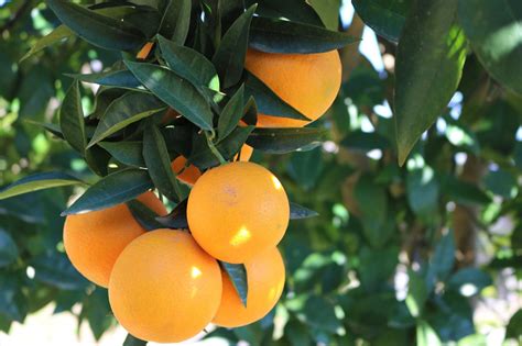 2 free jaffa orange and orange tree photos pixabay