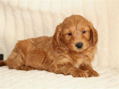 Spay/neuter contracts are legally enforced** puppies are microchipped in breeders name until proof os spay/neuter is provided per contract (spay/neuter. Miniature Goldendoodle Puppy For Sale | Piper