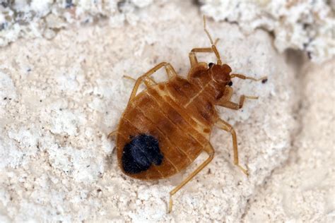 Bed Bugs Facts And Myths Common Bed Bug Myths Sevierville Tn