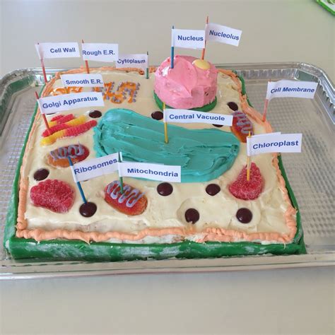Plant Cell Cake Model🍰🌿 Plant Cell Cake Cell Cake Plant Cell Cake Model