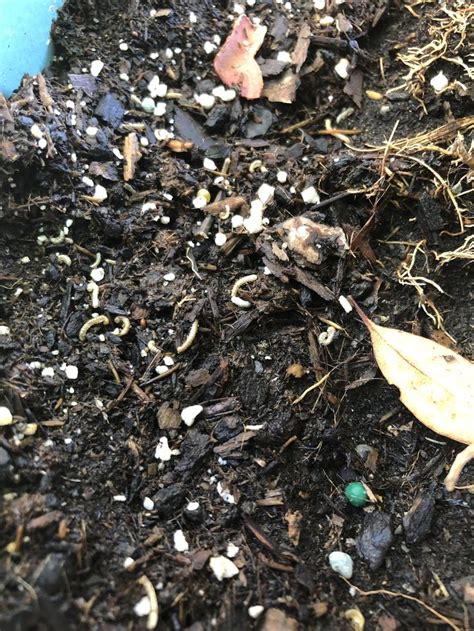 Tiny Black Bugs In Houseplant Soil Catheryn Spann