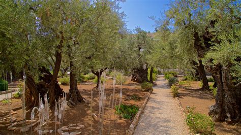 Ferienwohnung Garten Gethsemane Jerusalem Ferienhäuser And Mehr Fewo