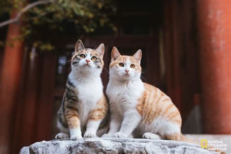 故宫的猫 比雪好看太多了凤凰网旅游凤凰网