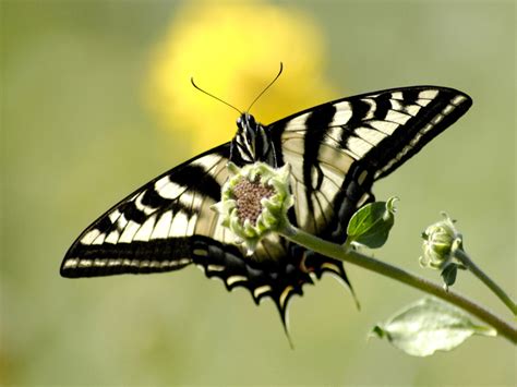 We offer an extraordinary number of hd images that will instantly freshen up your smartphone or computer. WildLife: Butterfly Background HD Wallpapers 2012