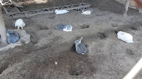 Rabbit Digging Hole Youtube