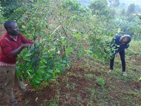 Our Impact Karangura Peak Coffee