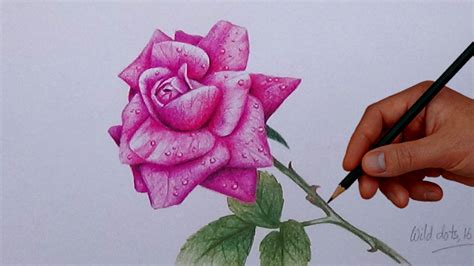 The Best Easy Flowers To Draw With Colored Pencils References Fsabd42