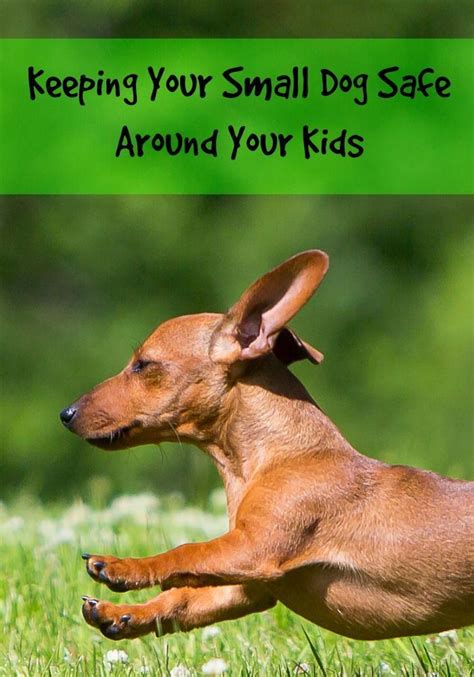 Keeping Your Small Dog Safe Around Your Kids Big Dog