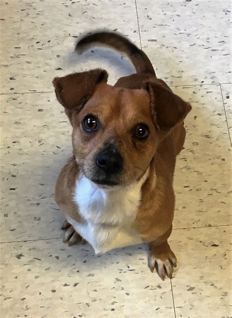 Have experience volunteering in shelters and working in veterinary practices, so you know your caregiver committed to providing quality care. Chiweenie dog for Adoption in Raleigh, NC. ADN-494259 on ...