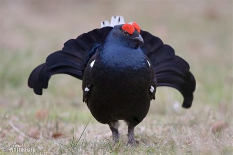 Black Grouse Pictures Black Grouse Images Wildlife Pictures Pet