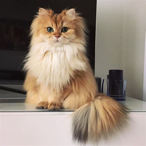 This Magnificently Fluffy Cat Looks Part Fox Love Meow
