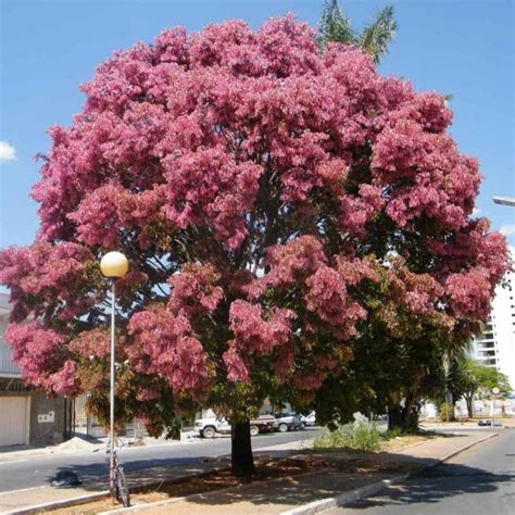 Paraiso Das Árvores Cássia Rosa Cassia Grandis Árvores Ornamentais Tudo Em Árvores E Plantas
