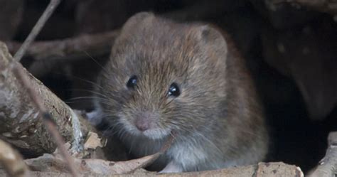 Why call an exterminator or wildlife pro before an infestation? Vole Removal & Control - Wildlife Control and Animal Removal
