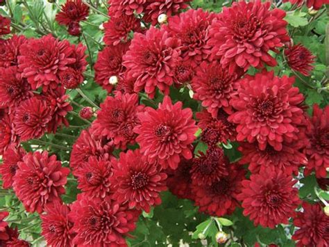 Red Mums Bloom In Fall And Will Still Provide Color For