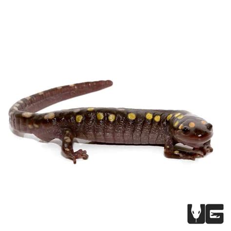 Spotted Salamander Ambystoma Maculatum For Sale Underground Reptiles