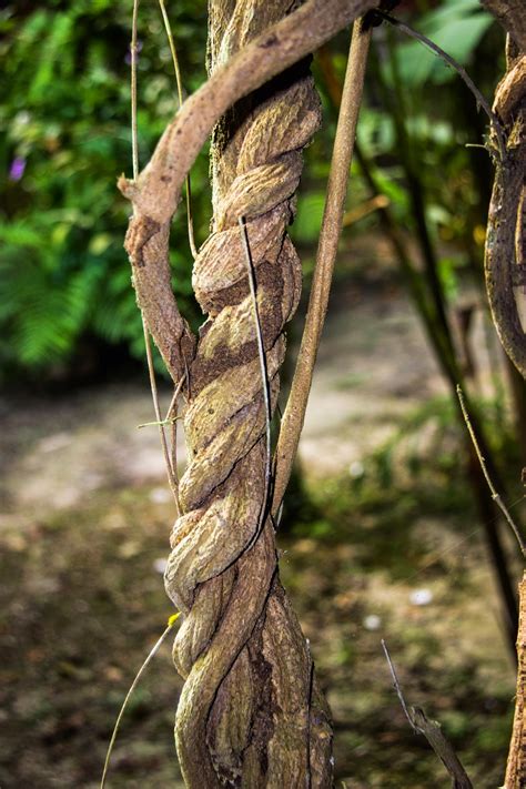 Ayahuasca is a quechua term meaning vine of the souls. coming forth by day: May 2015