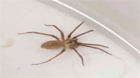 Im Pretty Terrified Venomous Brown Recluse Spider Pulled From