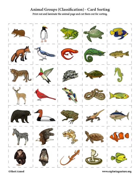 Animal Groups (Classification) - Card Sorting Activity - High ...