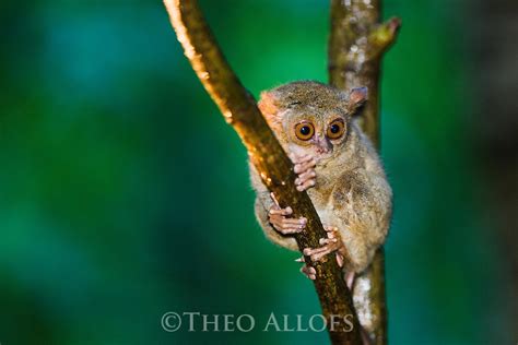 Sulawesi Tarsier In Tree Theo Allofs Photography