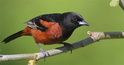 Orchard Oriole Life History All About Birds Cornell Lab Of Ornithology