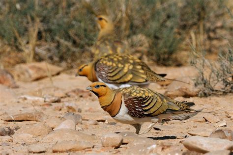 Pin Tailed Sandgrouse By Yoav Perlman Species Bird Plant Species