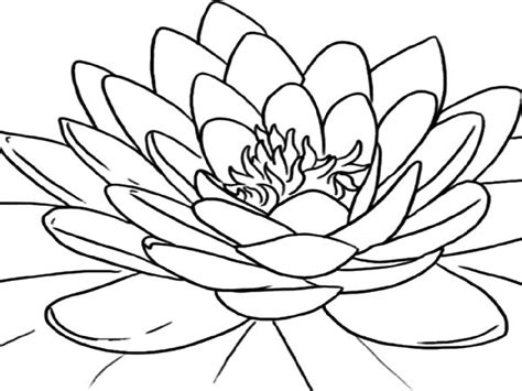 Lotus Flower Coloring Page For Adults | K5 Worksheets