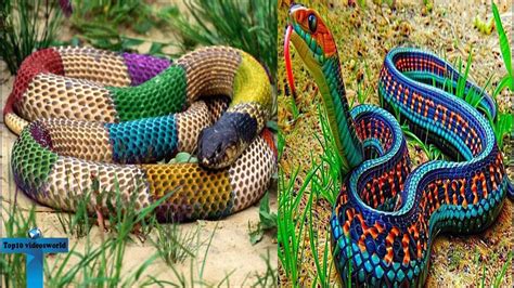 Top 10 Most Beautiful & Colorful Large Snakes In The World ...