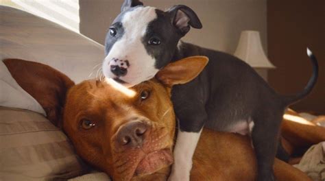 Ce 21 janvier, nous célébrons la journée internationale du câlin. Journée internationale du câlin : ces chiens et ces chats ...