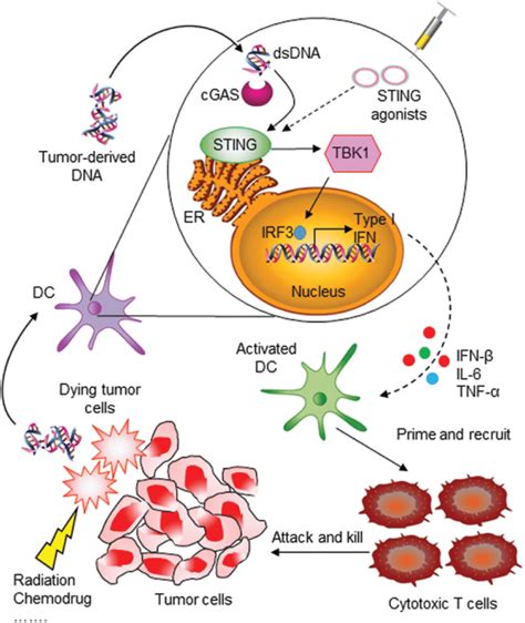 Sting Pathway In Innate Immune Sensing Of Tumor And Induction Of