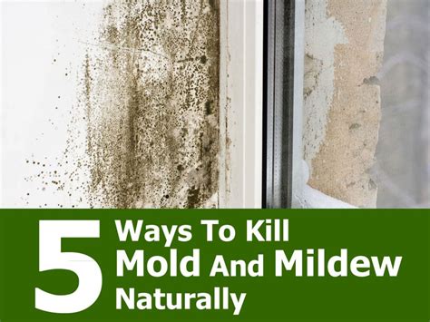 5 Ways To Kill Mold And Mildew Naturally