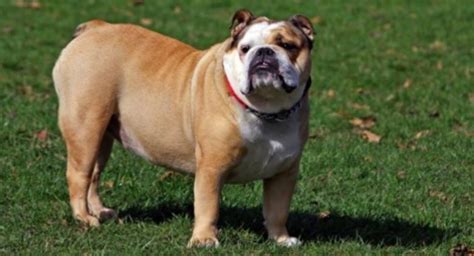 Sometimes known as english bulldogs, these wrinkly pooches are a popular bread both in and out of the uk. Health Issues of English Bulldogs | Prudent Pet Insurance