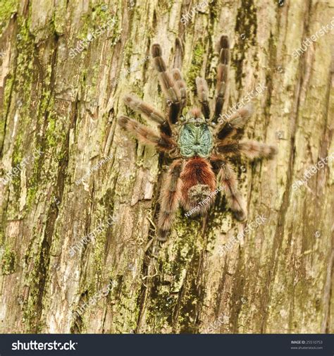 Tarantula Climbing A Tree Stock Photo 25510753 Shutterstock