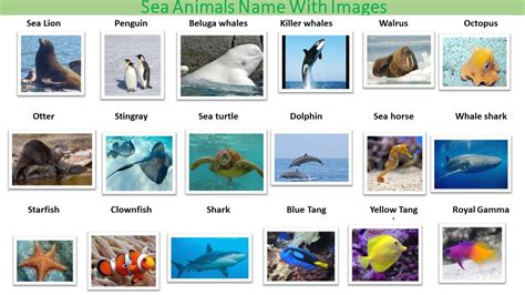 Mammals Sea Animals List Pets Lovers