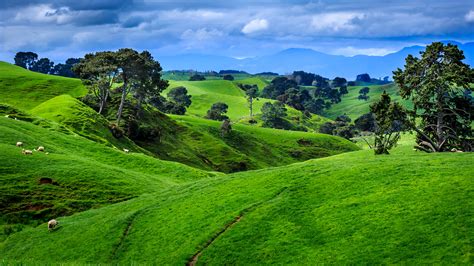 Photos New Zealand Nature Grasslands Landscape Photography 1920x1080