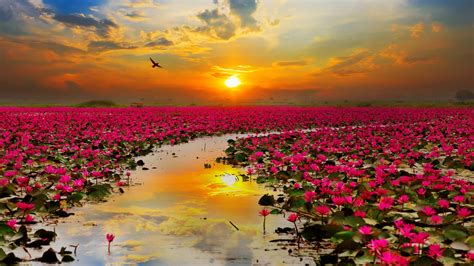 Feel free to download, share. Lotus Flowers Wallpapers | HD Wallpapers | ID #19484