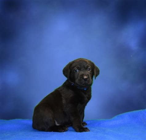 The labrador's origins are not exactly clear, but the breed is known to have come from the newfoundland and st. Mabry Labs, Labrador Retriever Breeder in Carbondale, Illinois