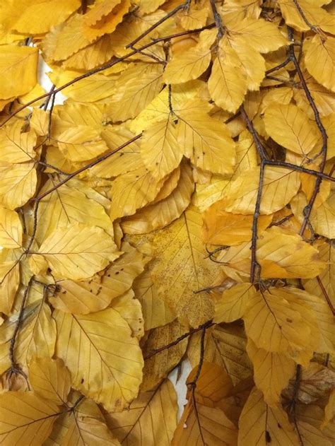 Yellow Copper Beech Copper Beech Florist Supplies Yellow Flowers