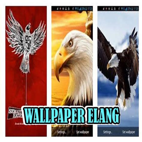 Download now foto pertarungan hewan kaskus. Fantastis 27+ Gambar Wallpaper Burung Elang - Joen Wallpaper