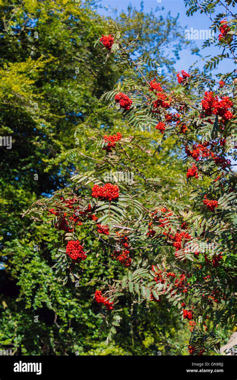 Red Rowan Mountain Ash Berries On Tree Stock Photos And Red Rowan