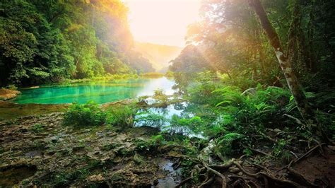 Sunlight On Forest River Hd Natures Wallpapers Hd Wallpapers Id 41610
