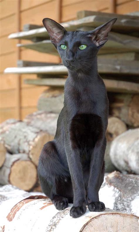 1000 Images About Oriental Shorthair Black Cats On