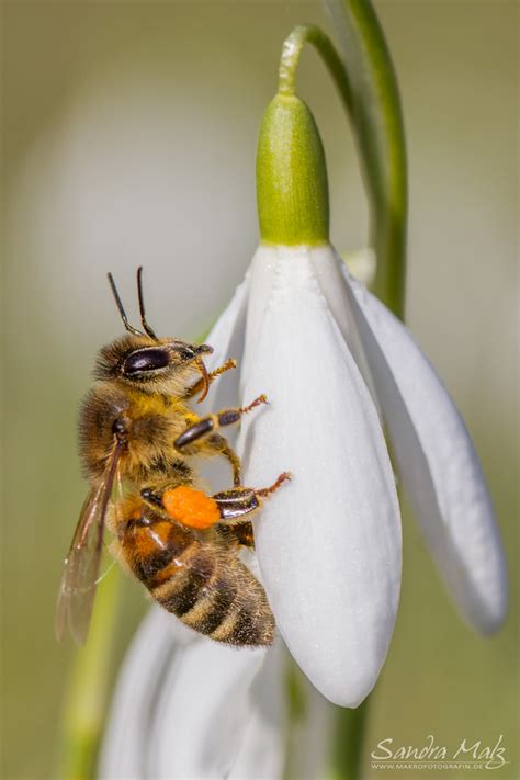 776 free images of frühlingsanfang. Frühlingsanfang Foto & Bild | tiere, wildlife, insekten ...