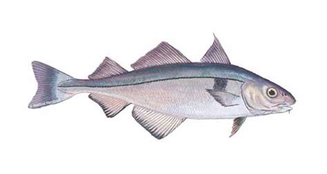 Contextual translation of haddock fish into malay. Haddock - Mattes Seafood