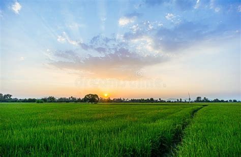 Rice Fields At Sunset Stock Photo Image Of Rice Grass 164246226