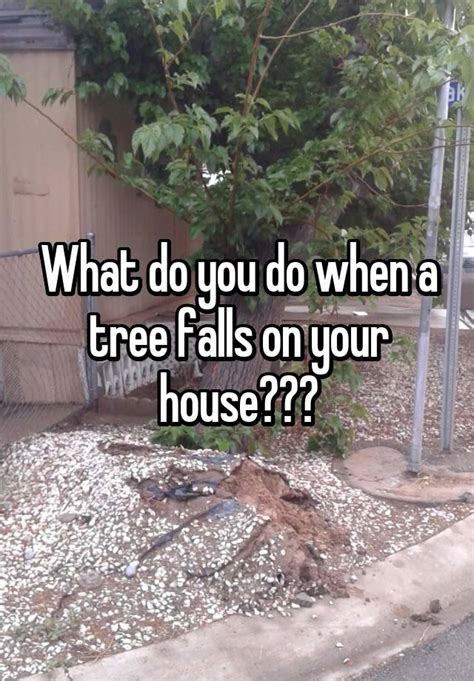 What Do You Do When A Tree Falls On Your House