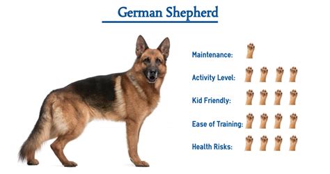 German Shepherd Dog Everything You Need To Know At A Glance